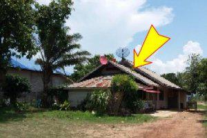 11 หมู่ 11 ถ.บ้านดอนหัน-บ้านแกแปะ โพนงาม กมลาไสย กาฬสินธุ์
